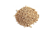 Barley grain Barley grain