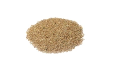 Canary Seed Canary Seed