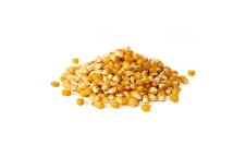 Yellow corn grain Yellow corn grain