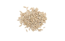 Oat grain Oat grain