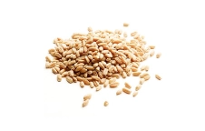 Wheat grain Wheat grain