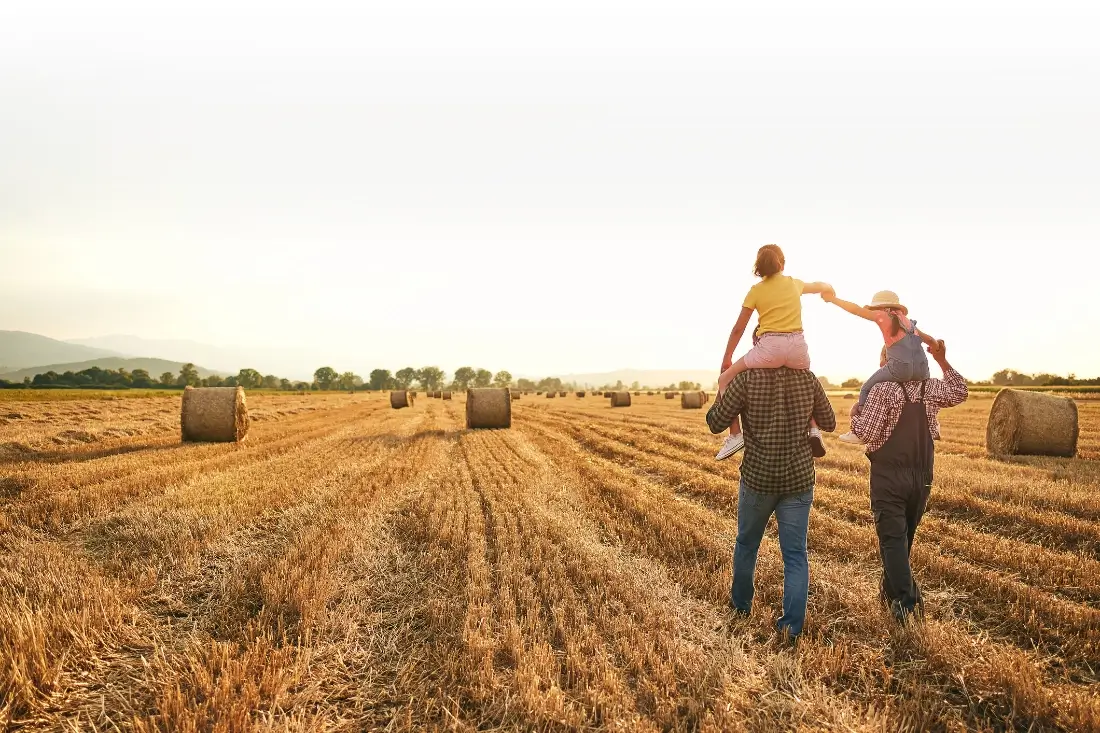 Benefits for Farmers Caring father and grandpa carrying curious sister on their shoulder while enjoying sunset at the wheat field.